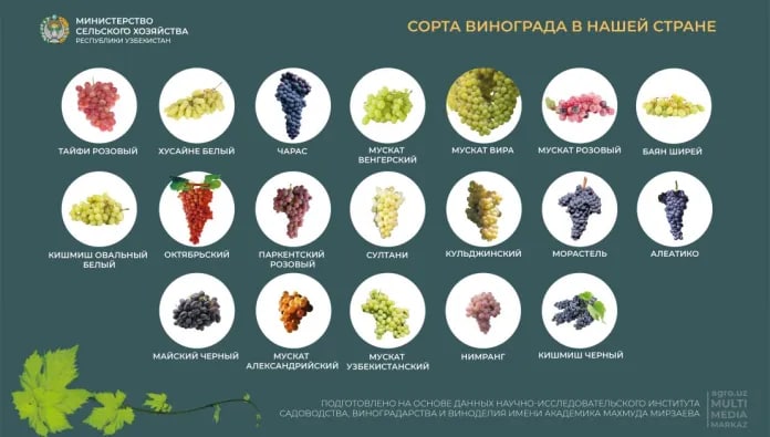 За 8 месяцев 2022 года экспорт винограда из Узбекистана вырос почти вдвое