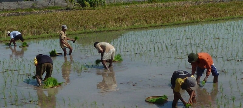 Поставки риса из Индии могут снизиться на четверть, а цены вырасти