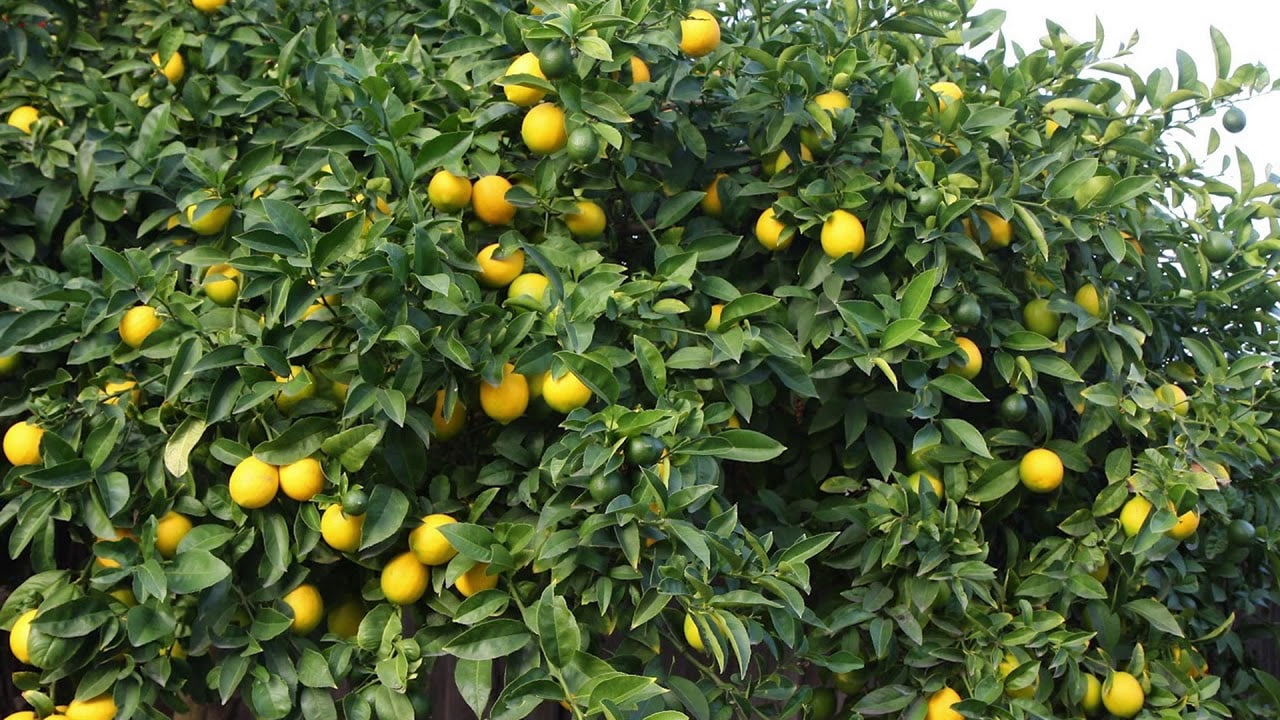 В Узбекистане работают над увеличением производства лимона и его экспорта